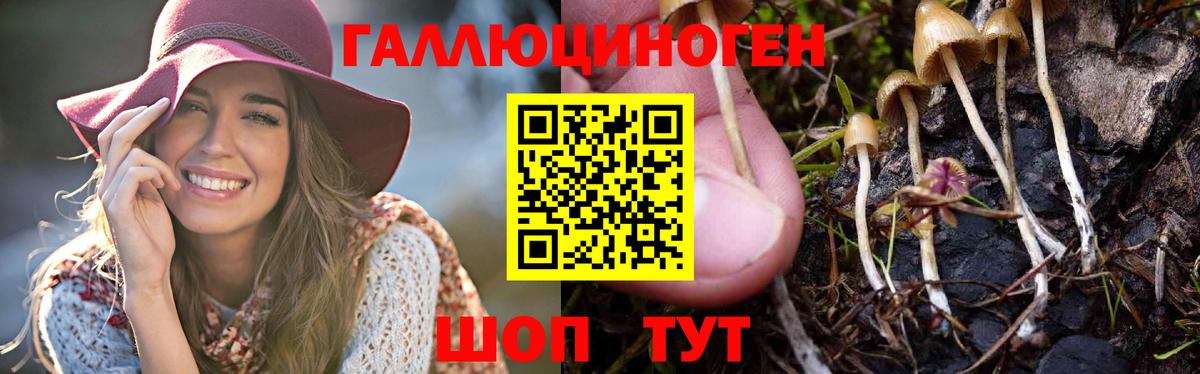 Свободный  Галлюциногенные грибы Psilocybine cubensis  Вход с VPN 